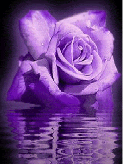 roses photo: purple-rose.gif