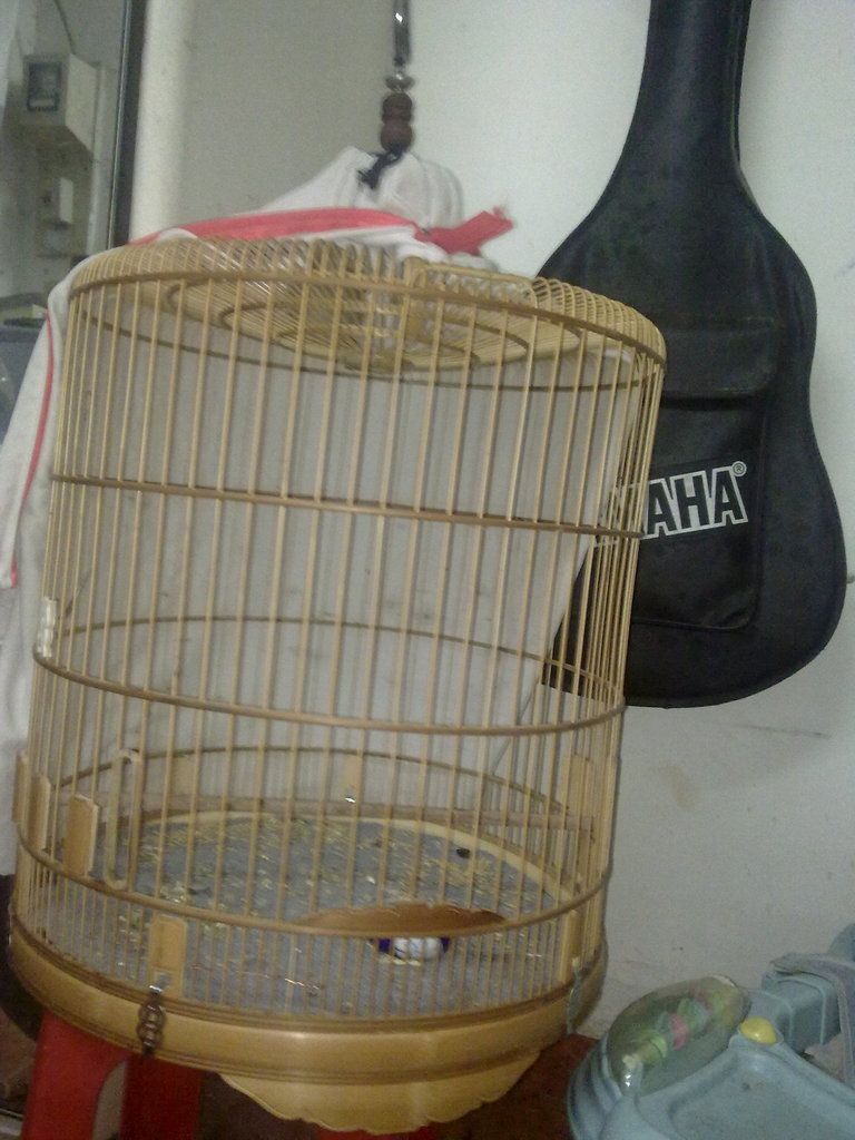 Bán chào mào ( gấp ) - 4