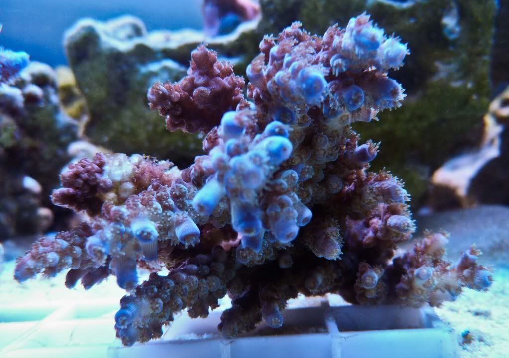 P1010136.jpg