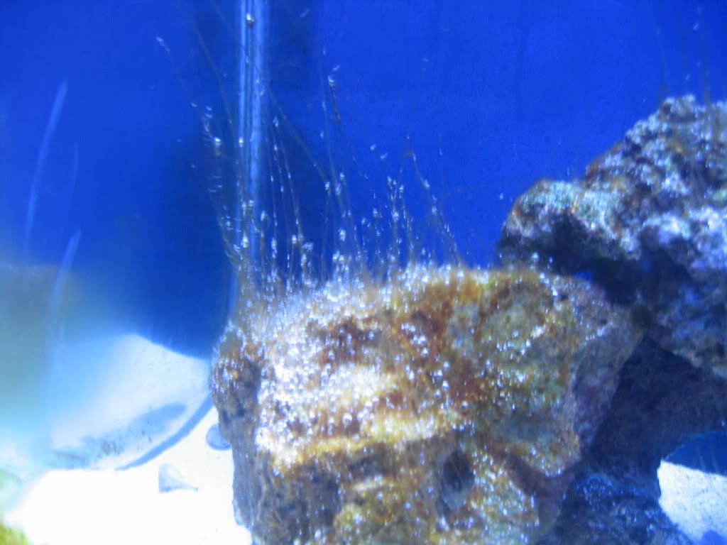 IMG 6262 - Algae Help