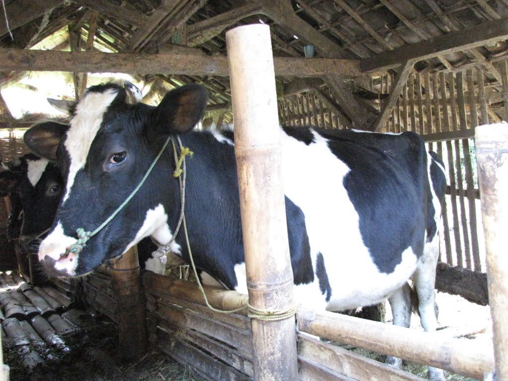 sapi perah super Image