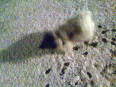snowloving dog