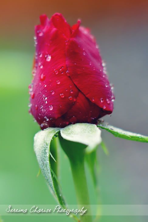 Water Droplet Rose Bud
