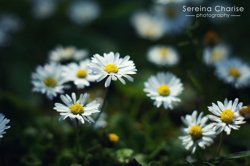 Daisies in Sun