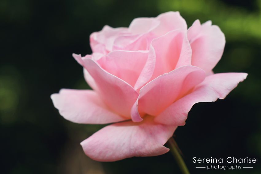 Pink Rose // Sereina Charise Photography