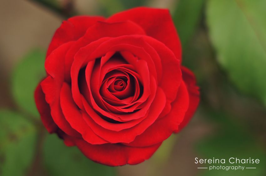 Red Rose // Sereina Charise Photography