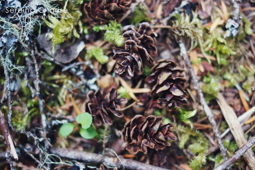 Pinecones