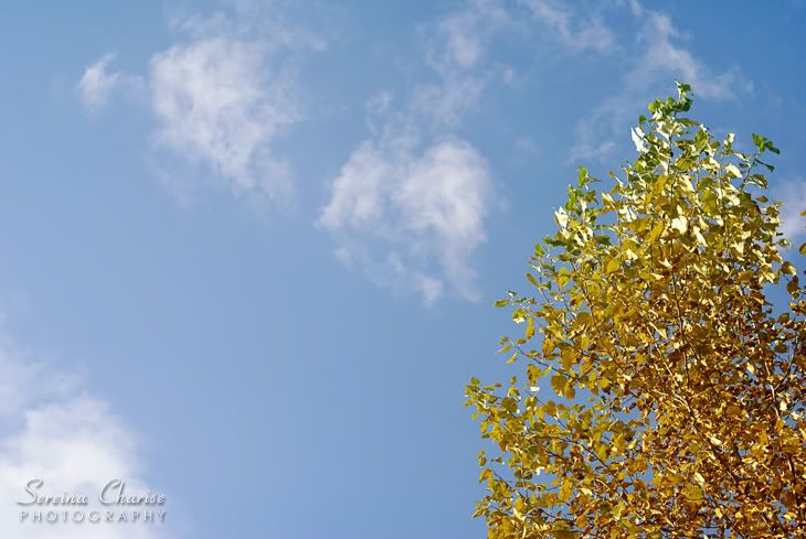 Fall,Autumn,Leaves Changing Colors,Yellow,Sky,Clouds