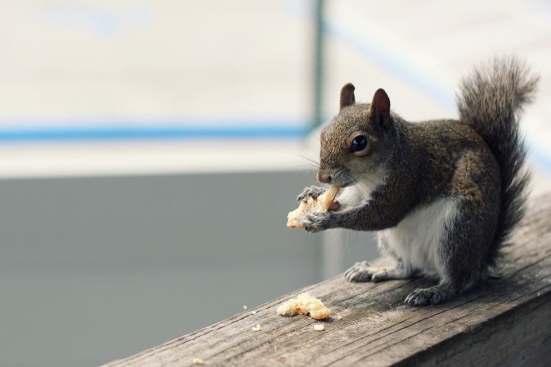 photo squirrel800_zpsae7d9a6c.jpg