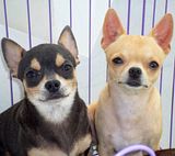 Jual Chihuahua Jantan Special
