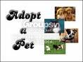 Adopt A Pet For Free! banner