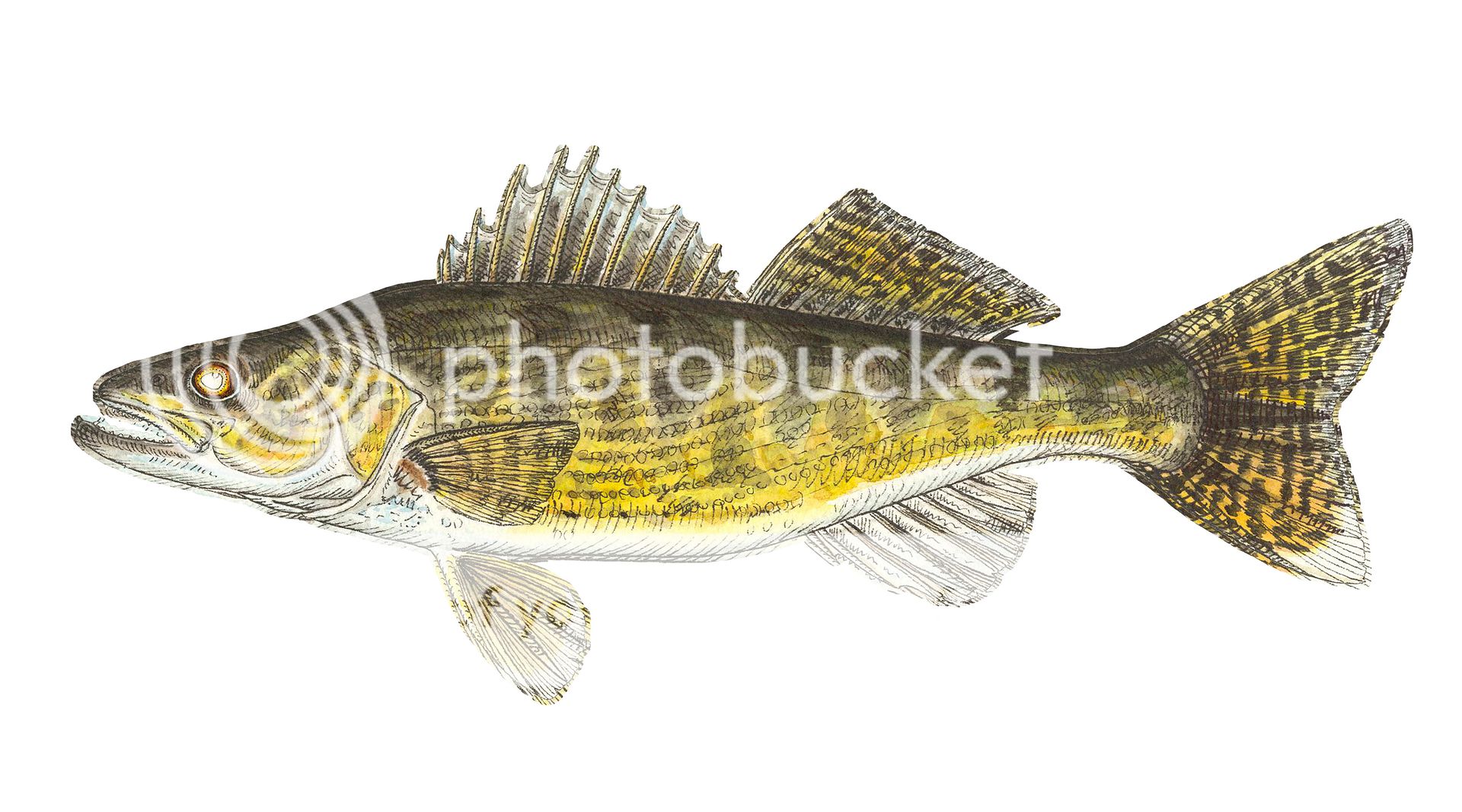 Metal Wall Art Sculpture Painting Contemporary Fish Walleye by Jeff ...